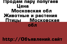 Продам пару попугаев › Цена ­ 10 000 - Московская обл. Животные и растения » Птицы   . Московская обл.